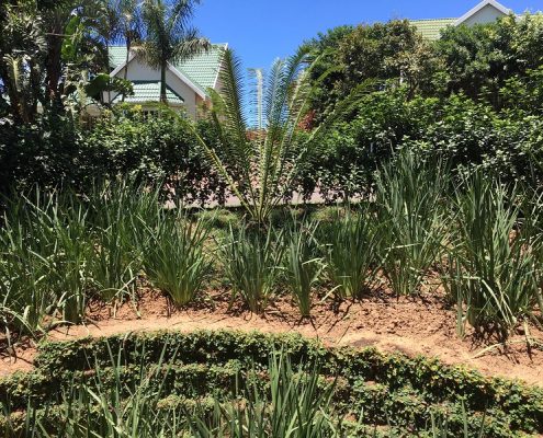 Professional Landscape design artist South Africa Durban